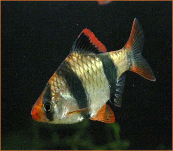 www.israquarium.co.il